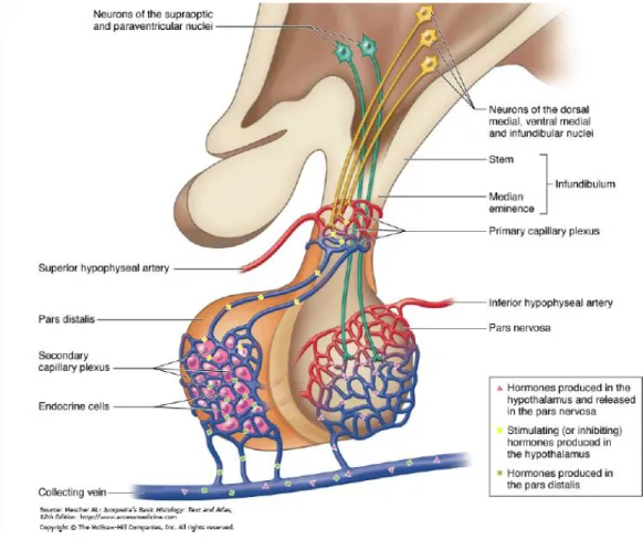 Gambar  3  sistem  portal  hipotalamo-hipofisis  dan  pelepasan  hormon  di  hipofisis