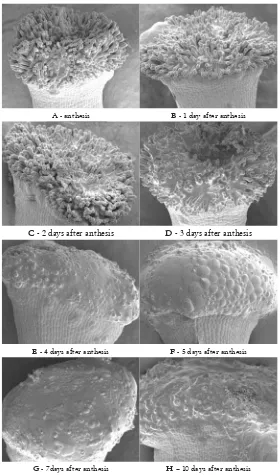 Figure 1. Scanning electron microscope images of stigma at anthesis, 1-, 2-, 3-, 4-, 5-, 7- and 10- days after anthesis; bar = 200 μm