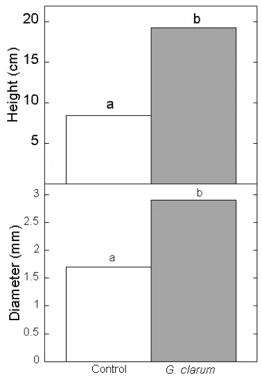 Figure 1. Shoot height and diameter of A. crassna inoculated with AM fungi G. clarum four months  under nursery conditions in post mining area