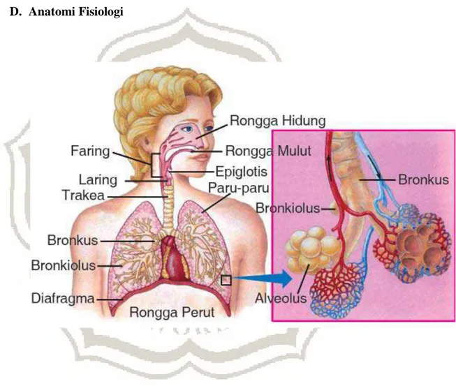 Gambar II. 1. sistem pernafasan 