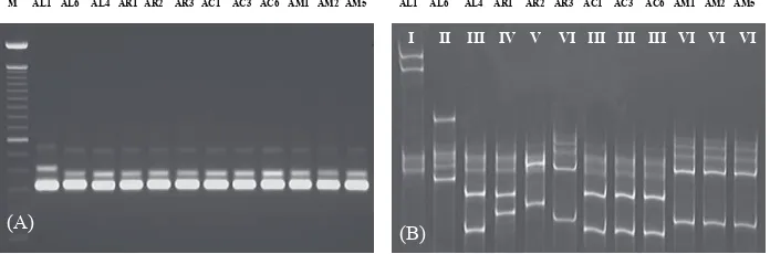Figure 5. PCR (A) and Cold SSCP (B) proiles of the chloroplast intergenic spacer between trnP and trnW of A
