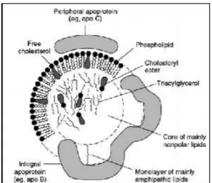 Tabel 2.1. Beberapa Apolipoprotein Utama  