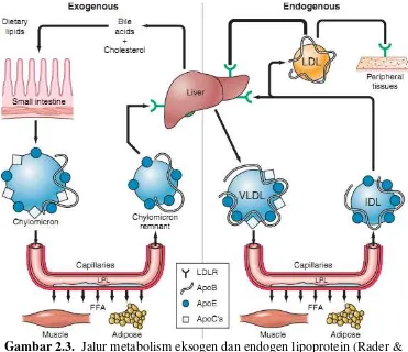 Gambar 2.3.  Jalur metabolism eksogen dan endogen lipoprotein (Rader & 