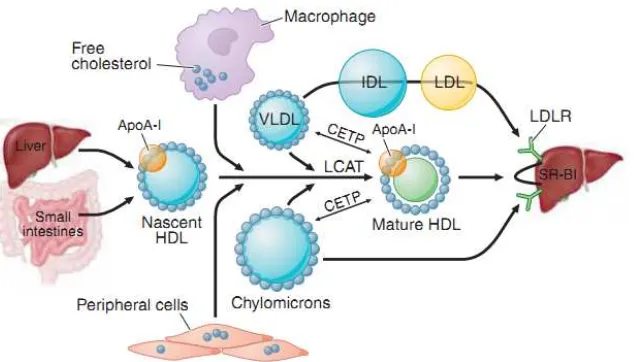 Gambar 2.4.  Metabolisme HDL dan reverse cholesterol transport ( Rader & Hoobs , 2008) 