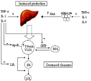 Gambar 2.5.  Mekanisme hipertrigliseridemia terkait inflamasi (Latha, 2009) 