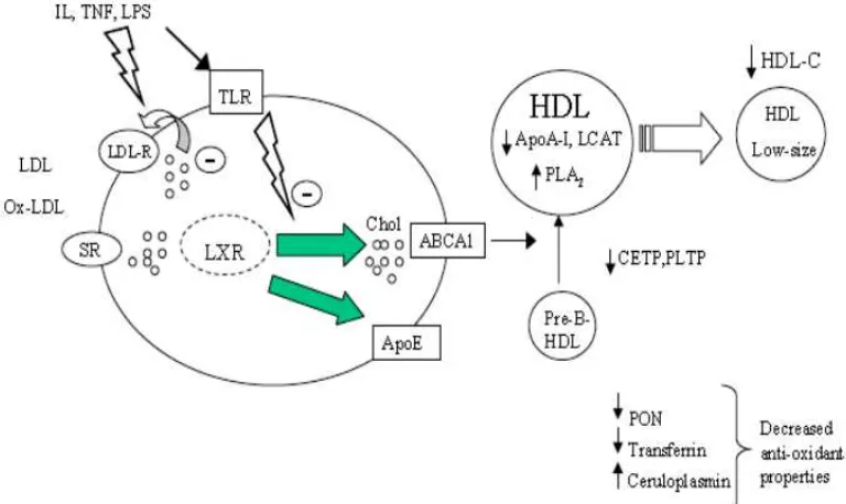 Gambar 2.6.  Mekanisme pemuatan lipid intraseluler, gangguan transportasi balik kolesterol dan kapasitas antioksidan HDL (Latha, 2009) 
