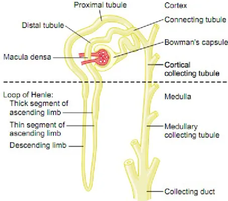 Gambar 10. Tubulus Ginjal