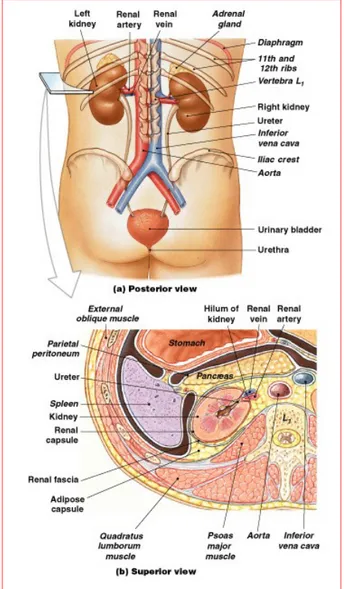 Gambar 2. Anatomi makro ginjal (Tampak belakang)