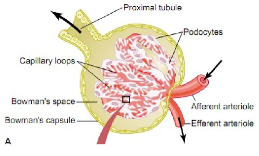 Gambar 5. Glomerulus