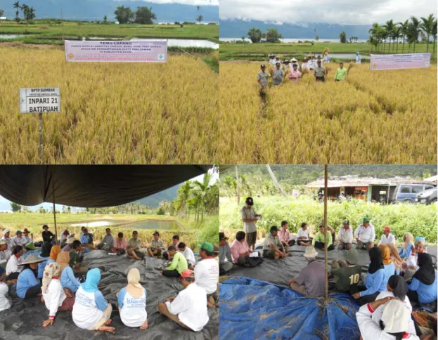 Gambar 5. Kegiatan pelaksanaan temu lapang panen displai VUB dalam kegiatan  pendampingan SL-PTT padi sawah di Kabupaten Agam