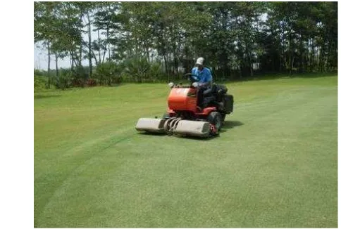 Gambar 24. Pemangkasan Area Fairway Menggunakan Gang Mower Ransomes Produksi 