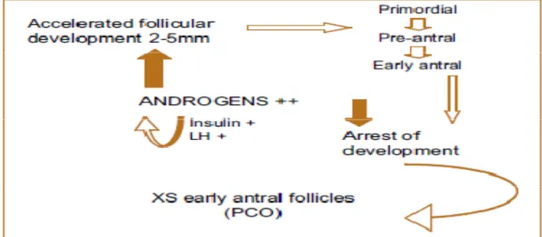 Gambar 2. Kunci utama dari produksi androgen yang berlebihan pada polycystic ovary