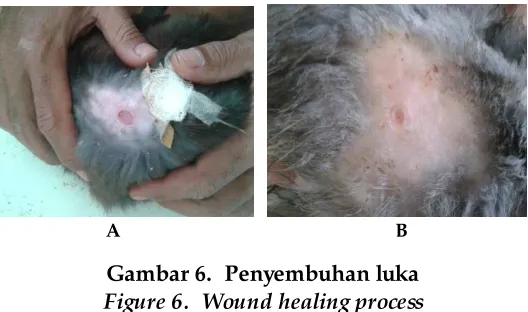 Gambar 6.  Penyembuhan luka