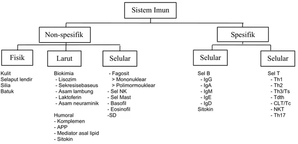Gambar 1. Gambaran umum sistem imun (Bratawidjaja dan Rengganis, 2009)