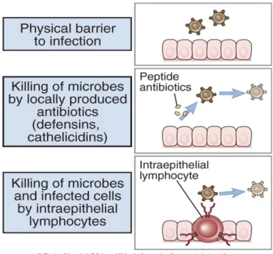 Gambar   2.  Mekanisme   pertahanan   oleh   sel   epitel   (Abbas   et   al.,   2000   dalam  Engelhardt, 2009).