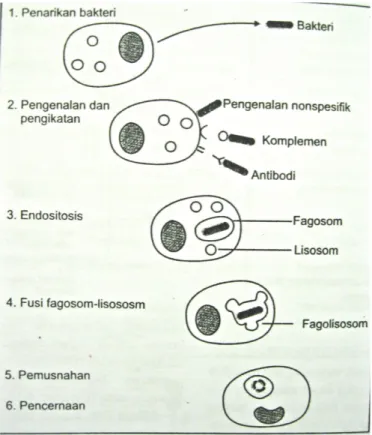 Gambar   4.  Proses   fagositosis   dalam   berbagai   tahap   (Baratawidjaja   dan  Rangganis, 2009).