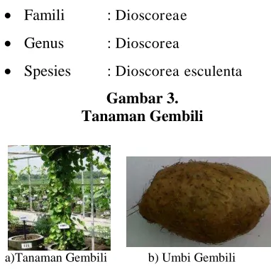 Gambar 3. Tanaman Gembili 