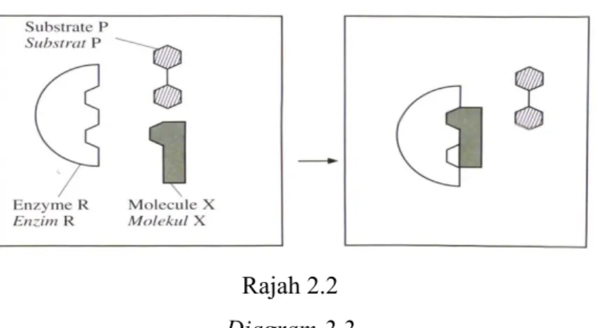 Diagram 2.2  shows the action of molecule X on enzyme R. 