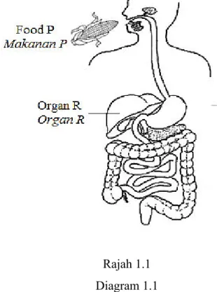 Diagram 1.1 shows the digestive system and organs associated with digestion. 