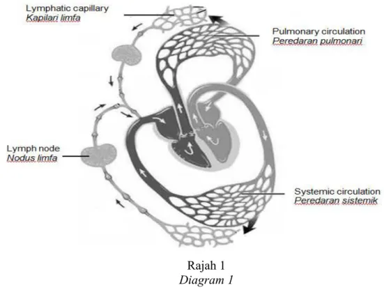 Diagram 1 shows the human circulatory system and lymphatic system. 