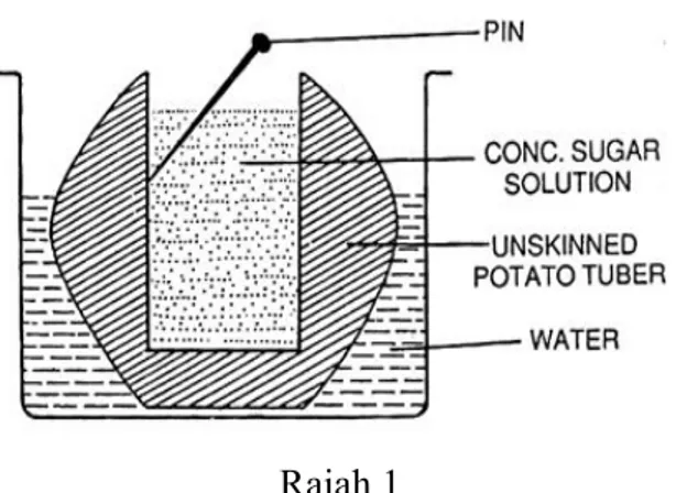 Diagram  shows a potato osmometer. 