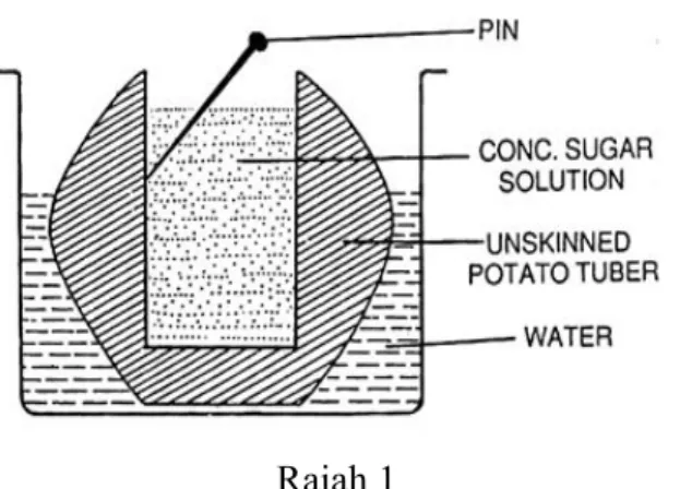 Diagram  shows a potato osmometer. 
