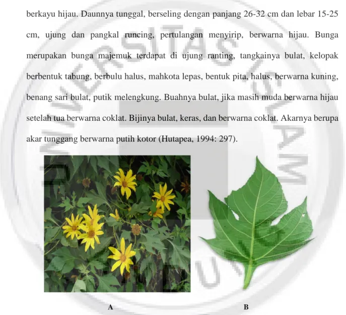 Gambar I.1 Tumbuhan paitan (Tithonia diversifolia (Hemsley) A. Gray) (Hutapea, 1994: 297)