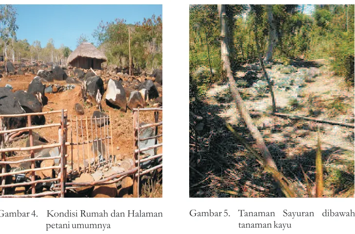 Gambar 4.Kondisi Rumah dan Halaman