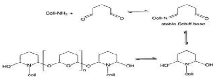 Gambar 2. Reaksi antara glutaraldehida dan protein (Covington 2009) 