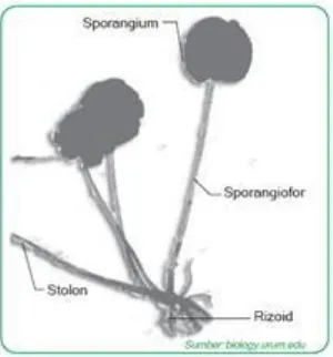Gambar : Rhizopus stoloniferus