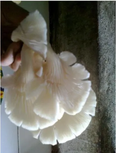 Gambar jamur tiram contoh jamur yang dapat dikonsumsi