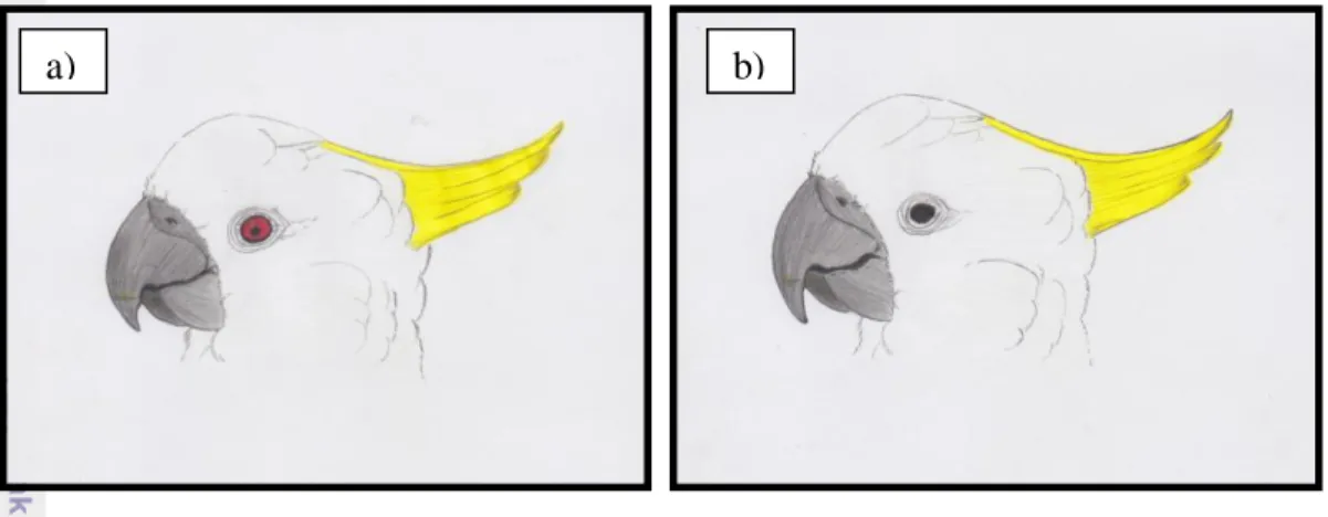 Gambar 6  Cara membedakan jenis kelamin burung kakatua. Keterangan: a) Jenis  kelamin  betina  (iris  mata  merah);  b)  Jenis  kelamin  jantan  (iris  mata  hitam)