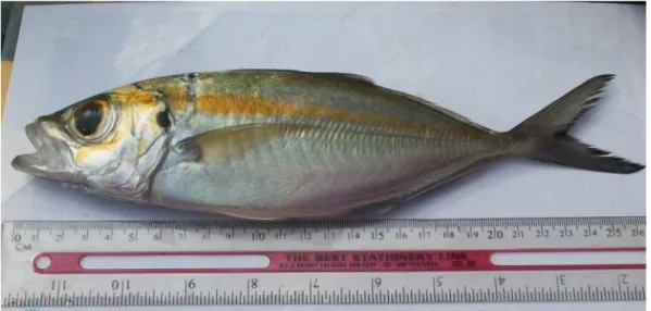 Gambar 1. Ikan elar bentong (Selar boops) 