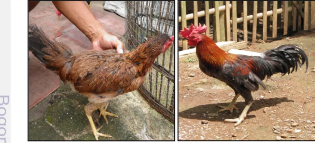 Gambar 1. Ayam Kampung Betina dan Ayam Kampung Jantan 