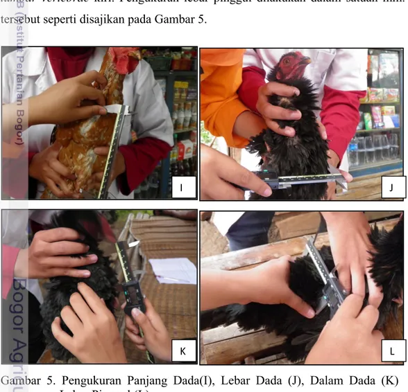 Gambar 5. Pengukuran Panjang Dada(I), Lebar Dada (J), Dalam Dada (K)  dan  Lebar Pinggul (L) 