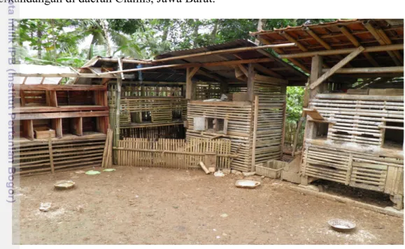 Gambar 8. Kandang Ternak Ayam Kampung di Desa Tanjung Manggu Ciamis  Tipe kandang di lokasi penelitian berbentuk kandang individu bertingkat  yang dibuat dari bambu dan naungan genteng