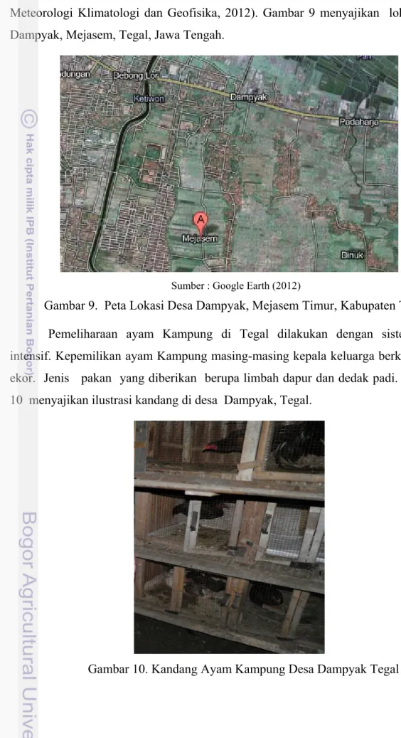 Gambar 9.  Peta Lokasi Desa Dampyak, Mejasem Timur, Kabupaten Tegal  Pemeliharaan ayam Kampung di Tegal dilakukan dengan sistem semi  intensif