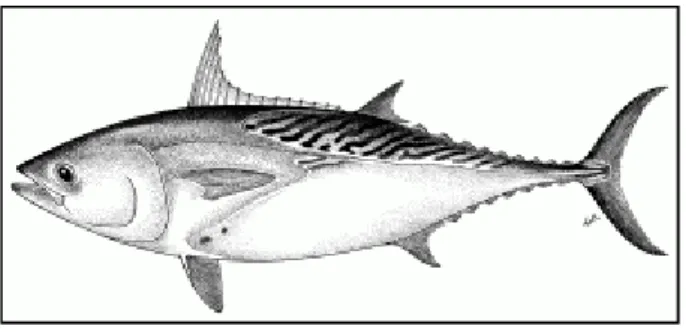 Gambar 2.6. Ikan tongkol (Euthynnus affinis) 