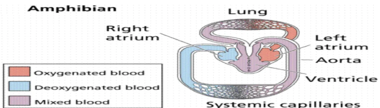 Gambar 2.3 : Skema Perderan darah Amphiibi