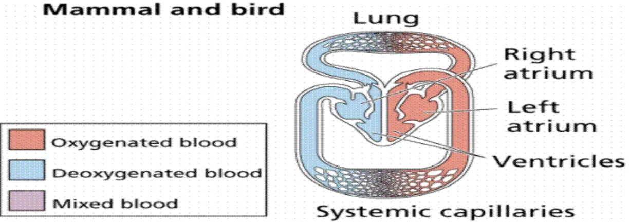 Gambar 2.5 : Skema sistem peredaran darah pada burung                2. 1. 5  Sistem predaran darah Mamalia