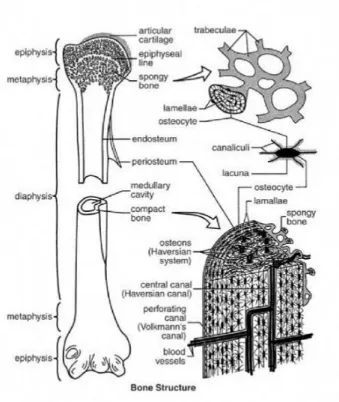 Gambar 1. anatomi tulang. 