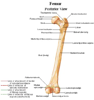 Gambar 2. Tulang femur 