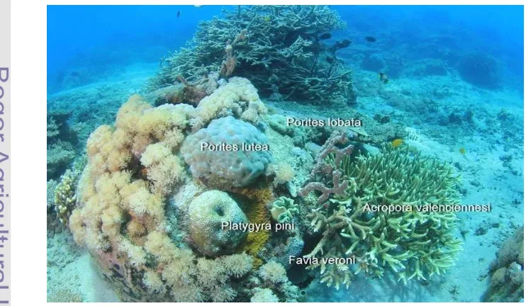 Gambar 9. Jenis karang masif yang tumbuh pada reef ball