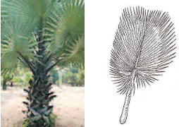 Figure 1. Lontar (Borassus flabellifer Linn.) leaf
