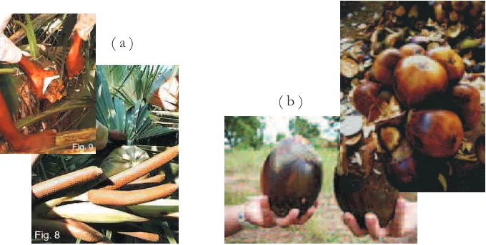 Gambar 2. Bunga (a) dan buah (b) lontar (Borassus flabellifer L.) Figure 2. Flowers (a) and fruits (b) of  lontar (Borassus flabellifer L.)