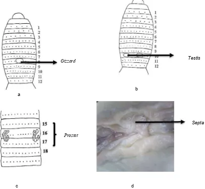 Gambar 5. Karakter eksternal cacing tanah :Clitellum (a1), female pore (a2), male pore (a3), seta (b), dan prostomium (c)