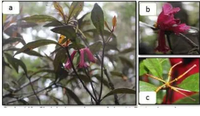 Gambar 1.  Rhododendron quadrasianum S.vidal var.celebebicum J.J.Sm: (a) Ranting dan perbungaan, (b) bunga, (c) daun 