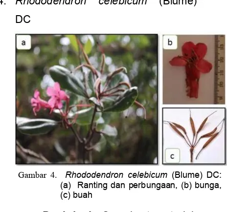 Gambar 4.  Rhododendron celebicum (Blume) DC: 
