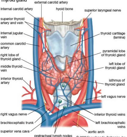 Gambar 2.2 Vaskularisasi Kelenjar Tiroid (http://www.britannica.com/science/thyroid-gland)