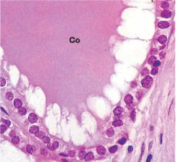 Gambar 2.4 Folikel tiroid aktif (Young et al, 2007) 2.3  Fisiologi Kelenjar TIroid